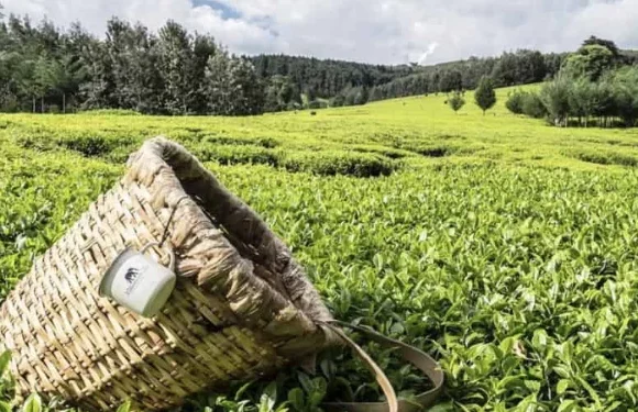 Kenya’s 2026 Tea Levy Explained: What It Means for Farmers’ Income